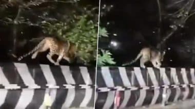 Leopard Spotted in Tirumala: Pilgrims Spot Big Cat Roaming Near Ghat Road in Andhra Pradesh, Video Goes Viral