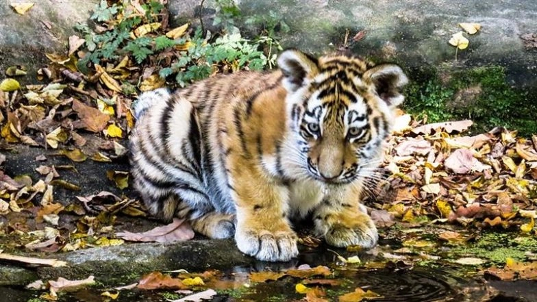 Viral Video Shows Man Petting Tiger Cubs Sitting Inside Concrete Pipe Near Daulada Devpura Dam Region in Rajasthan’s Ranthambore National Park