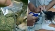 Bizarre Drug Bust in Costa Rica: Cat Caught Smuggling 235 Grams of Marijuana, Crack Paste and Rolling Paper Into Prison, Video Surfaces