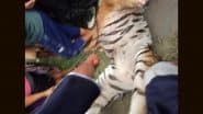 Royal Bengal Tiger Beaten to Death by Armed Mob for ‘Killing’ Man in Assam’s Golaghat, Villagers Take Away Teeth and Other Body Parts As Souvenirs