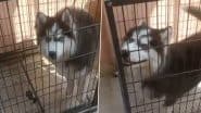 Hyderabad Horror: Pet Husky Dog Allegedly Kills Owner, Eats His Private Parts; Locals Call for Probe