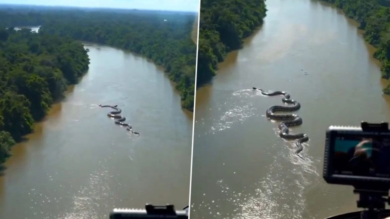 Amazon Anaconda Snake Video Real or Fake? Viral Clip of Giant Anaconda Swimming in Amazon River Sparks Debate Online