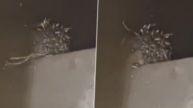 Maharajganj: Chilling Video Shows Over 100 Snakes Inside Toilet Tank of a House in Uttar Pradesh