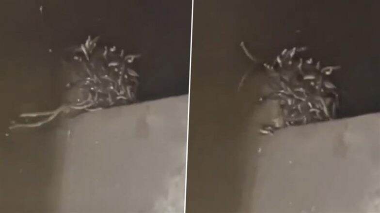 Maharajganj: Chilling Video Shows Over 100 Snakes Inside Toilet Tank of a House in Uttar Pradesh