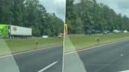 US: Kangaroo Causes Car Crash on Interstate 85 After Escaping From Owner in Alabama, Video Goes Viral