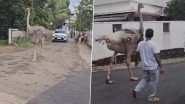 Kerala: Ostrich Unexpectedly Wanders into Residential Area in Kochi, Viral Video Surfaces