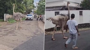 Kerala: Ostrich Unexpectedly Wanders into Residential Area in Kochi, Viral Video Surfaces