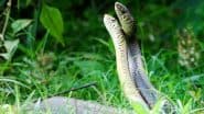 Snake Mating Dance Caught on Camera in Pune: Viral Video Captures 2 Snakes Mating Roadside in Shailesh Nagar, Locals Amazed by Rare Sight