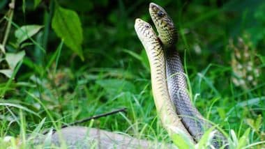 Snake Mating Dance Caught on Camera in Pune: Viral Video Captures 2 Snakes Mating Roadside in Shailesh Nagar, Locals Amazed by Rare Sight