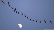 How Climate Change is Altering Bird Migration