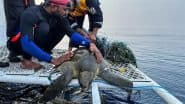 What Is ‘Operation Olivia’, Indian Coast Guard’s Mission To Protect Nearly 7 Lakh Olive Ridley Turtles in Odisha?