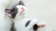 Cats Smell — Their Owners, That is