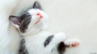 Cats Smell — Their Owners, That is