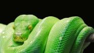 US: Man Injects Snake Venom for 18 Years to Build Immunity, Helps Scientists Develop Breakthrough Antivenom for 19 Deadly Snake Species