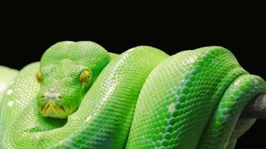 California Man슬롯사이트s 18-Year Snake Venom Experiment Leads to Breakthrough Antivenom