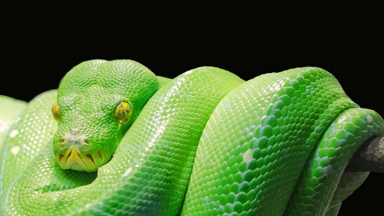 US: Man Injects Snake Venom for 18 Years to Build Immunity, Helps Scientists Develop Breakthrough Antivenom for 19 Deadly Snake Species