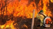 Extensive Wildfires Fueled Record Forest Loss in 2024