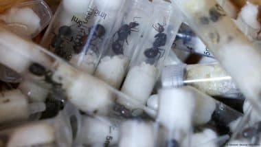 Illegal Insect Trade: 5,300 Ants and a Global Problem