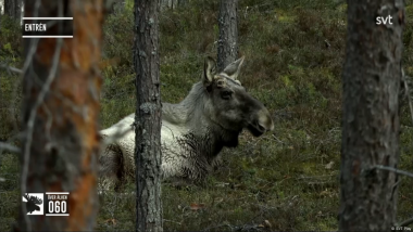 How Slow TV Brings Us Closer to Nature