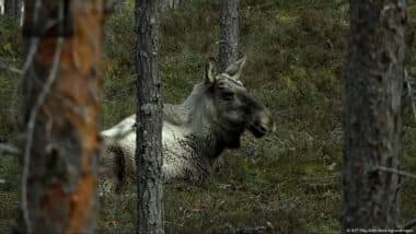 How Slow TV Brings Us Closer to Nature
