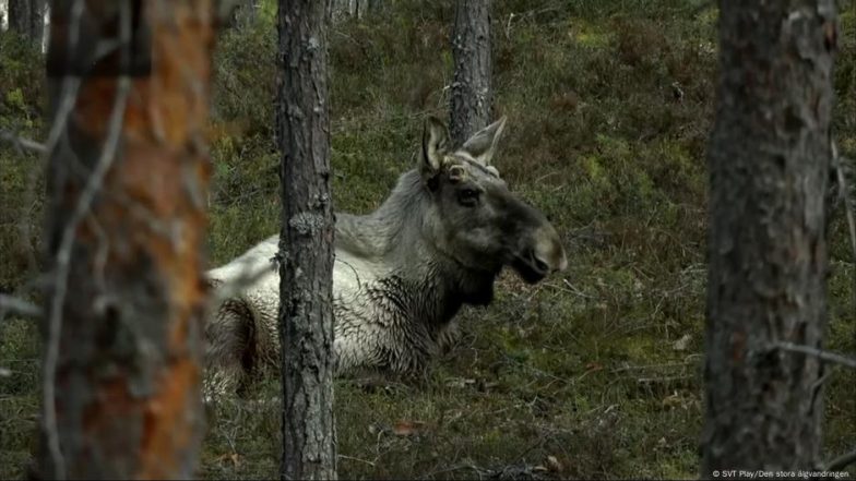 How Slow TV Brings Us Closer to Nature