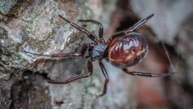 Spider Bite in UK: Man Hospitalised, in ‘Unbearable’ Pain After Getting Bitten by Britain’s Most Venomous Spider False Widow