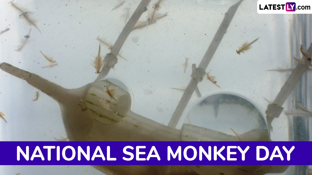 National Sea Monkey Day celebrates the quirky, nostalgic aquatic animals on May 16.
