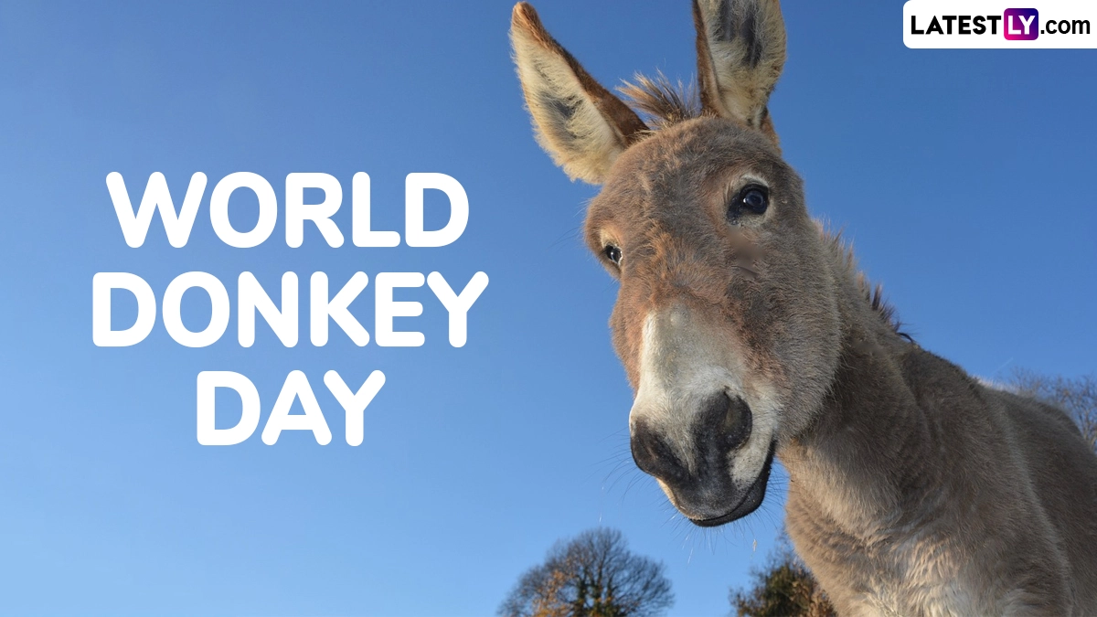World Donkey Day, celebrated on May 8, honours the hardworking and often overlooked donkeys that support livelihoods around the world.