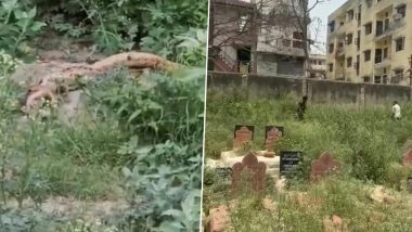 Snake Spotted in Delhi Gate Graveyard: Giant Serpent Believed To Be Royal Diadem Seen Inside Cemetery, Efforts On To Locate Reptile (Watch Video)