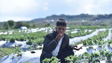 India News | Meghalaya Government Launches Strawberry Festival 2025 Edition on May 2