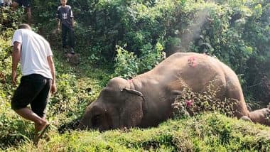 India News | Three Elephant Carcasses Found in Assam's Manas National Park, Poaching Suspected