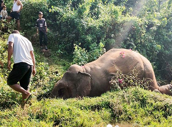 India News | Three Elephant Carcasses Found in Assam's Manas National Park, Poaching Suspected