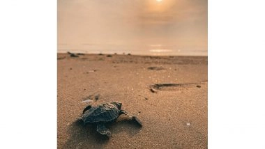 India News | Tamil Nadu Witnesses Record 2.29 Lakh Olive Ridley Turtle Hatchlings This Season