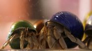 World News | Japan: Three Chinese Men Arrested for Smuggling Protected Hermit Crabs into Suitcases