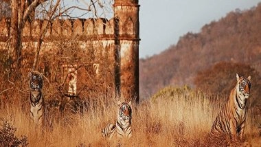 India News |  Rajasthan: Tigress and Cubs Stray into Agricultural Fields Near Ranthambore National Park