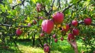 India News | Himachal Farmers Demand Ban on Turkish Apple Imports, Urge Centre to Impose 100% Duty