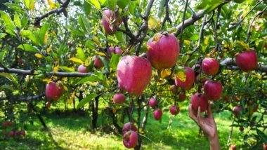 India News | Himachal Farmers Demand Ban on Turkish Apple Imports, Urge Centre to Impose 100% Duty