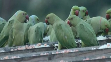 India News | Chennai Couple Turns Terrace into Bird Haven for 15 Years