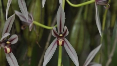 India News | Rapid Survey Reveals Existence of 70 Special Orchids in Kaziranga National Park