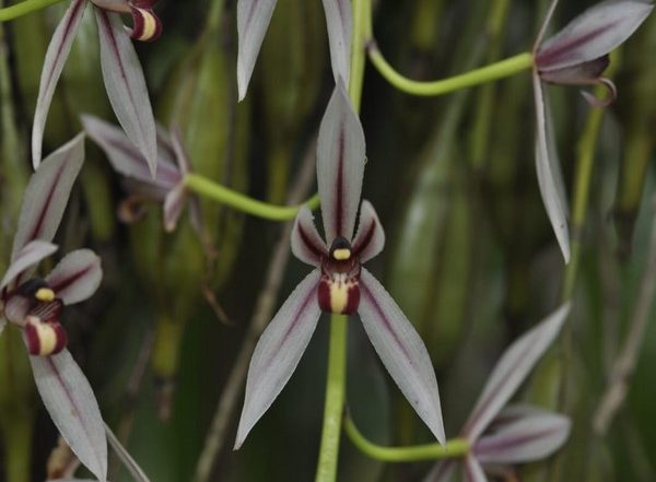 India News | Rapid Survey Reveals Existence of 70 Special Orchids in Kaziranga National Park
