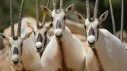 World News | Al Ain Zoo Celebrates Endangered Species Day by Showcasing 57 Years of Conservation Success