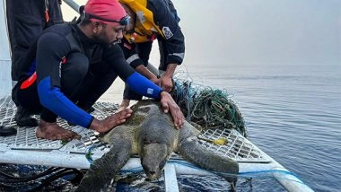 India News | Operation Olivia: Indian Coast Guard Protects over 6.98 Lakh Olive Ridley Turtles Along the Odisha Coastline