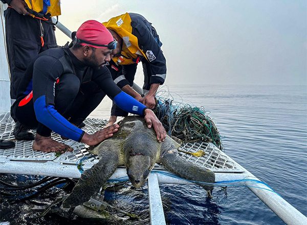 India News | Operation Olivia: Indian Coast Guard Protects over 6.98 Lakh Olive Ridley Turtles Along the Odisha Coastline