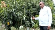 India News | Pune Farmer Cultivates Rare International Mango Varieties, Including Japan's Miyazaki