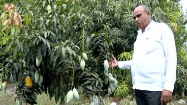 India News | Pune Farmer Cultivates Rare International Mango Varieties, Including Japan's Miyazaki