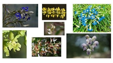 India News | Uttarakhand Doubles Conserved Plant Species to 2228, Including 120 Threatened: Report