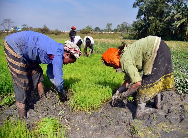 Business News | Centre Raises MSP for Kharif Crops