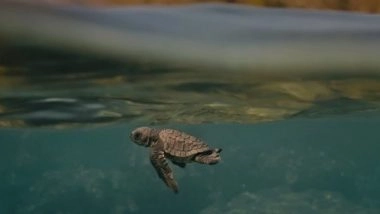 Entertainment News | Award-winning Indian Documentary 'Turtle Walker' to Be Screened at UNOC 2025