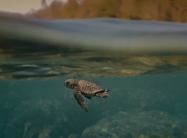 Entertainment News | Award-winning Indian Documentary 'Turtle Walker' to Be Screened at UNOC 2025