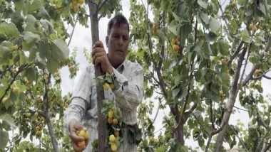 India News | Pahalgam Terror Attack Fallout: Udhampur's Apricot Growers Face Ruin Amid Tourist Drought